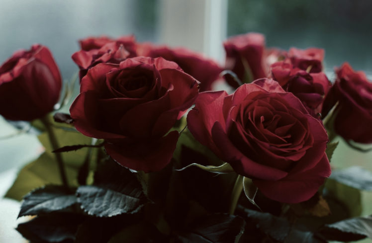 red flowers, Rose HD Wallpaper Desktop Background