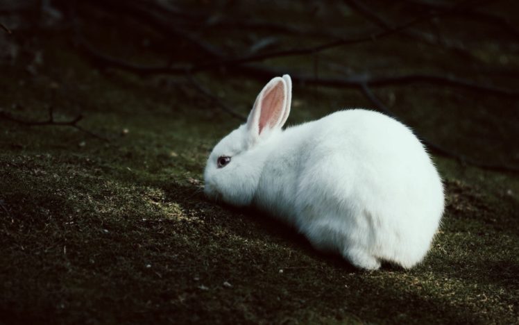 rabbits, Field HD Wallpaper Desktop Background