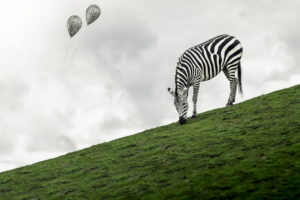 zebras, Animals, Balloon