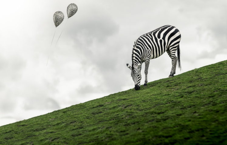 zebras, Animals, Balloon HD Wallpaper Desktop Background