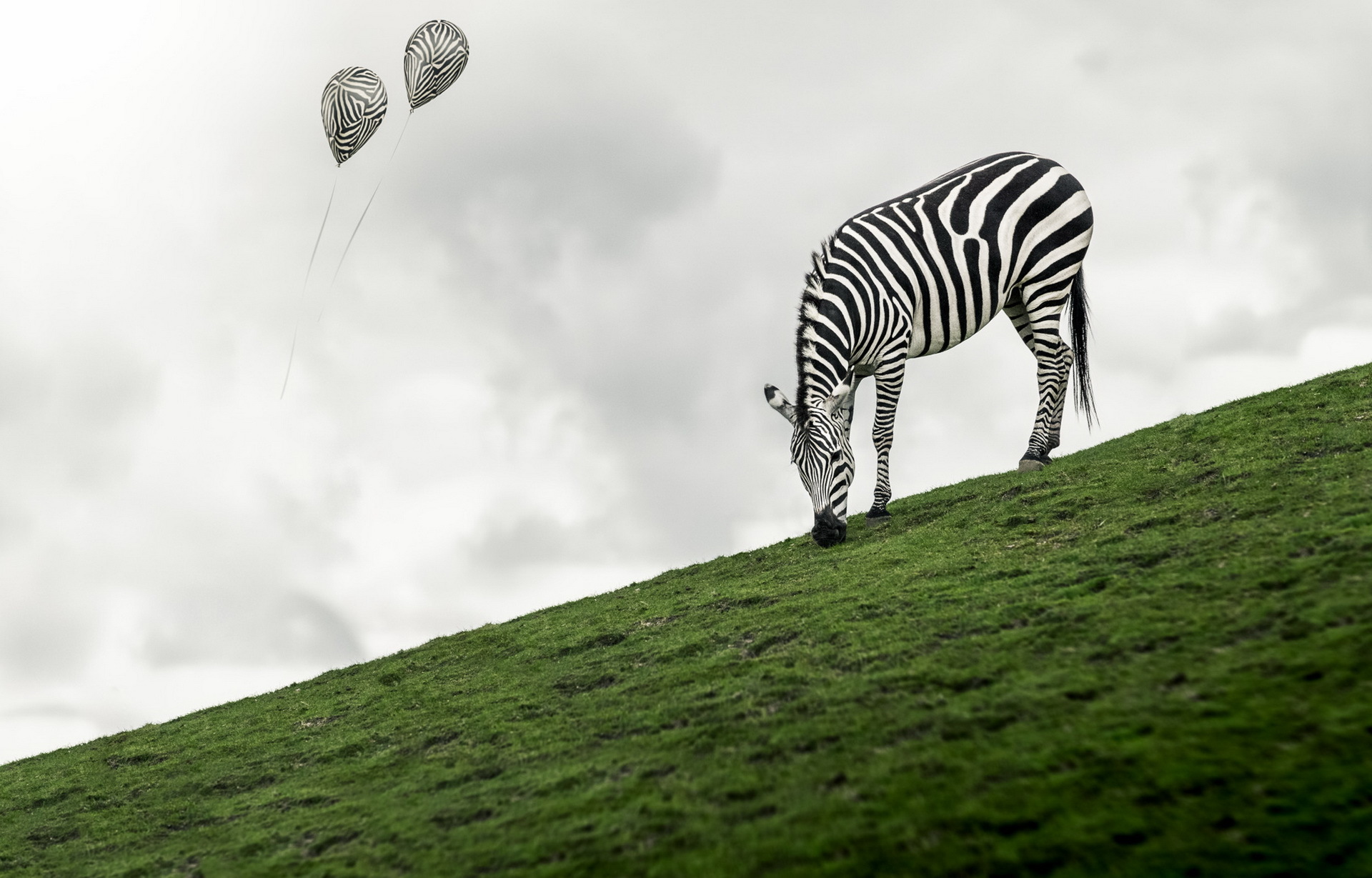 zebras, Animals, Balloon Wallpaper