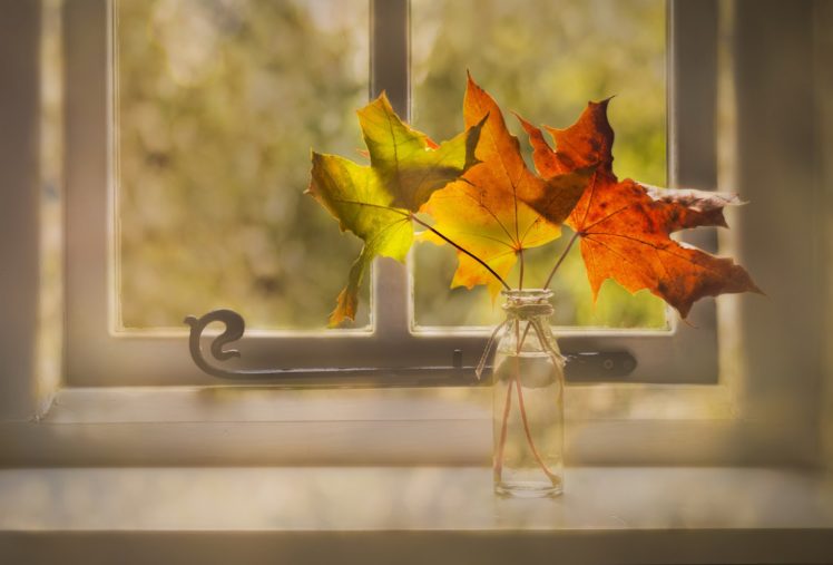 still life, Leaves, Window HD Wallpaper Desktop Background