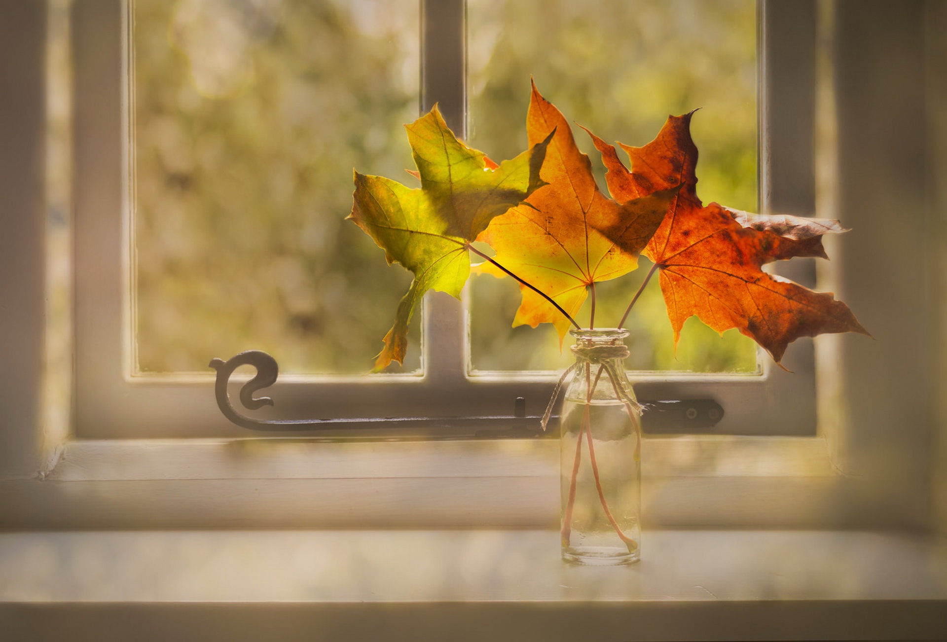 still life, Leaves, Window Wallpaper