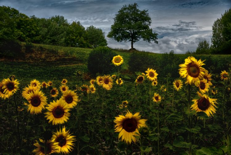 sunflowers, Flowers, Yellow flowers, Field, Plants HD Wallpaper Desktop Background