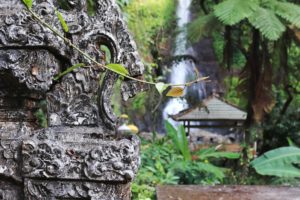 nature, Landscape, Waterfall, Wall, Bali, Indonesia, Green, Stone