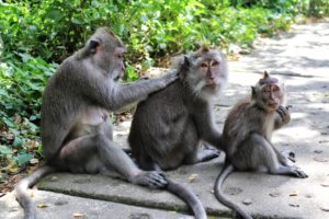 monkey, Animals, Family, Fur