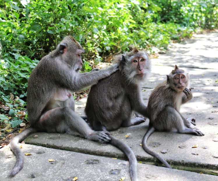monkey, Animals, Family, Fur HD Wallpaper Desktop Background
