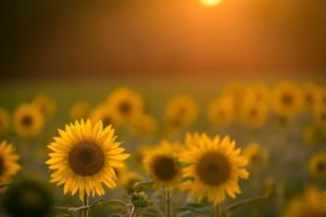 sunflowers, Flowers, Field, Yellow flowers, Sunlight