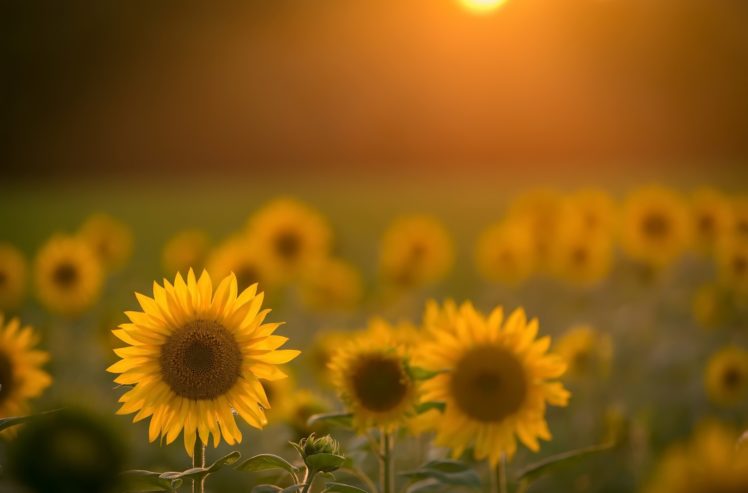 Sunflowers Flowers Field Yellow Flowers Sunlight Wallpapers Hd Desktop And Mobile Backgrounds
