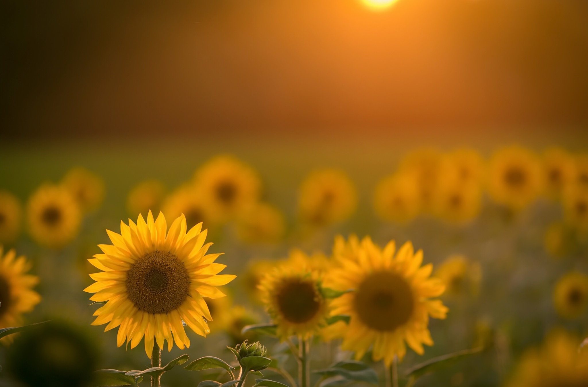 sunflowers, Flowers, Field, Yellow flowers, Sunlight Wallpaper