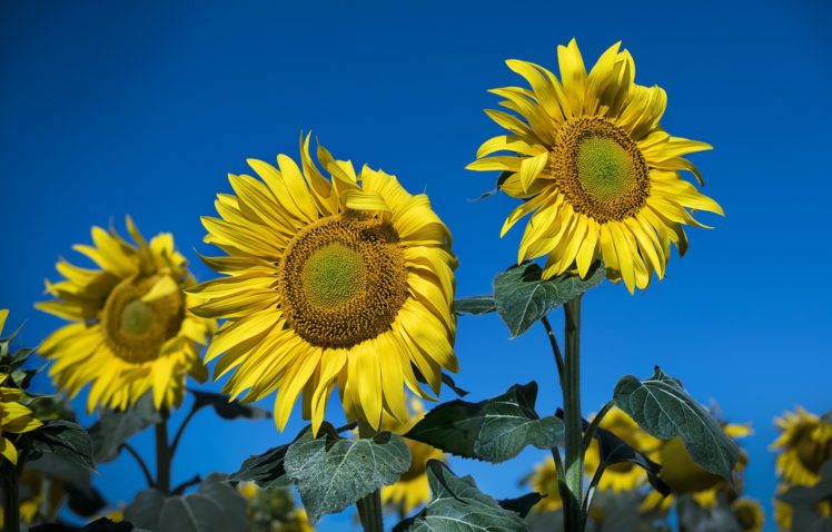 blue, Yellow, Yellow flowers, Flowers, Sunflowers, Plants HD Wallpaper Desktop Background