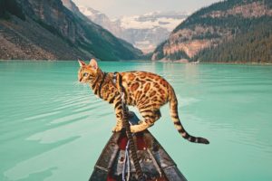 cat, Landscape, Mountains, Water, Trees, Animals, Boat