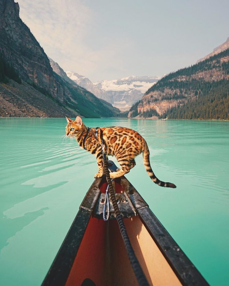 cat, Landscape, Mountains, Water, Trees, Animals, Boat HD Wallpaper Desktop Background