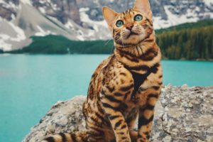 cat, Landscape, Mountains, Water, Rocks, Trees, Animals