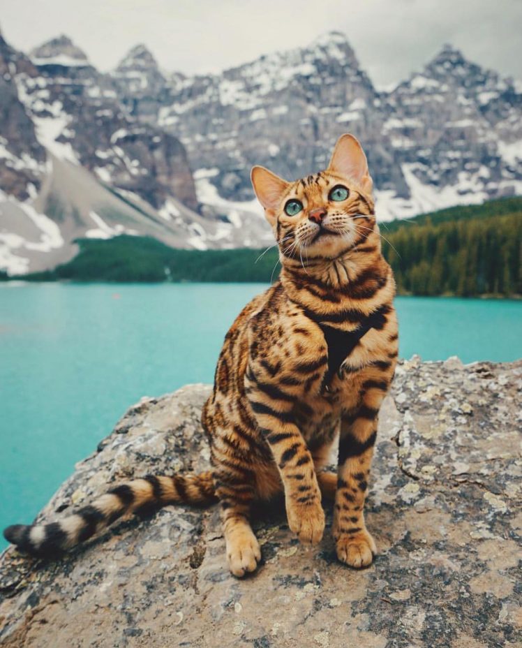 cat, Landscape, Mountains, Water, Rocks, Trees, Animals HD Wallpaper Desktop Background