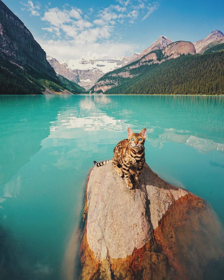 cat, Landscape, Mountains, Water, Rocks, Trees, Animals HD Wallpaper Desktop Background