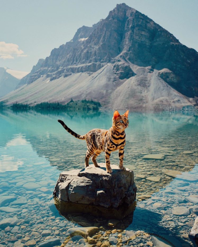 cat, Landscape, Mountains, Water, Rocks, Trees, Animals Wallpapers HD