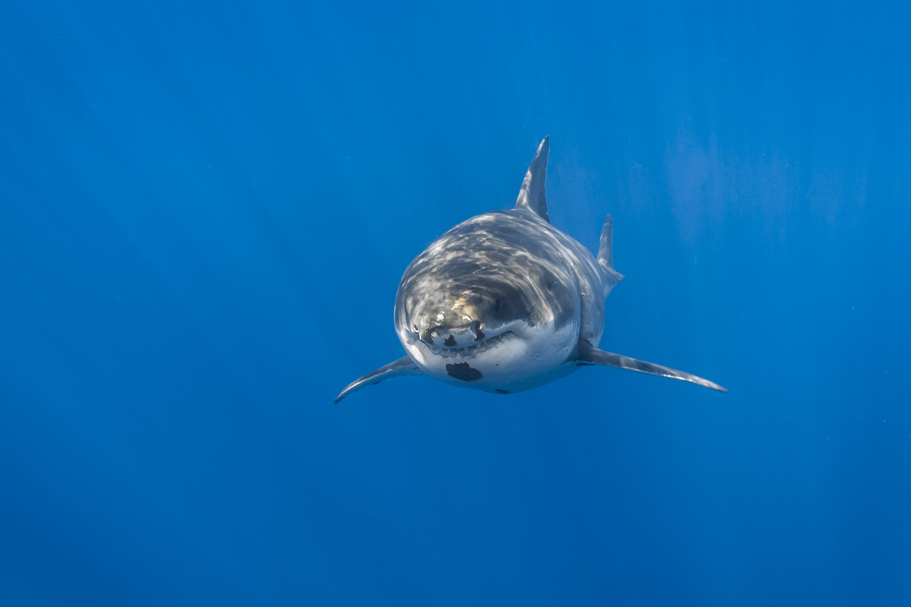 shark, Sea, Nature, Fish Wallpaper