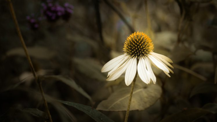 macro, Flowers, Plants, Nature HD Wallpaper Desktop Background