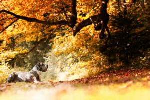 dog, Animals, Nature, Fall, Leaves, Trees