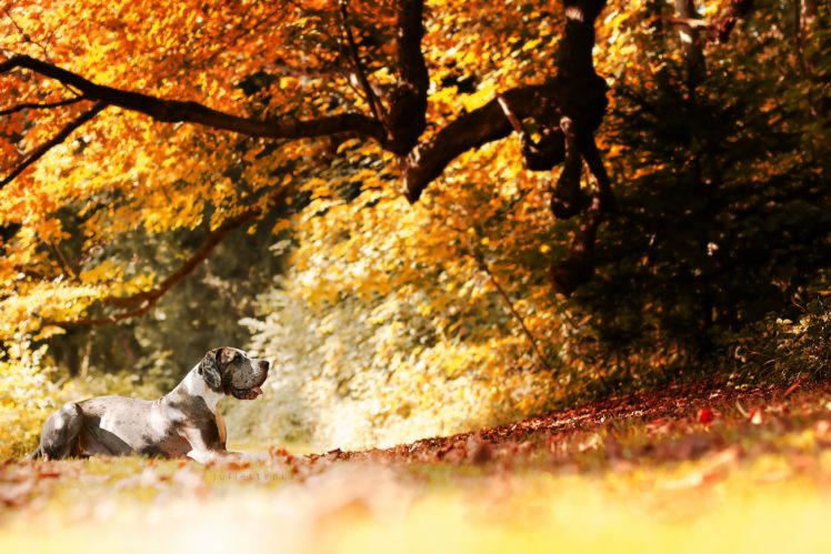 dog, Animals, Nature, Fall, Leaves, Trees HD Wallpaper Desktop Background