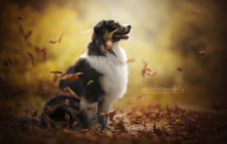 dog, Animals, Nature, Leaves HD Wallpaper Desktop Background