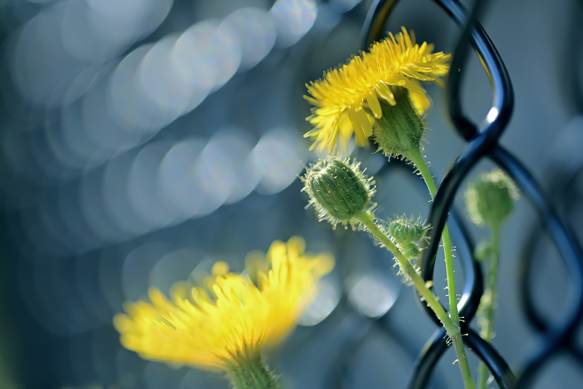 bokeh, Flowers, Fence, Plants, Green, Blue, Yellow flowers Wallpaper