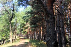 forest, Pine trees, Dappled sunlight, Pathway