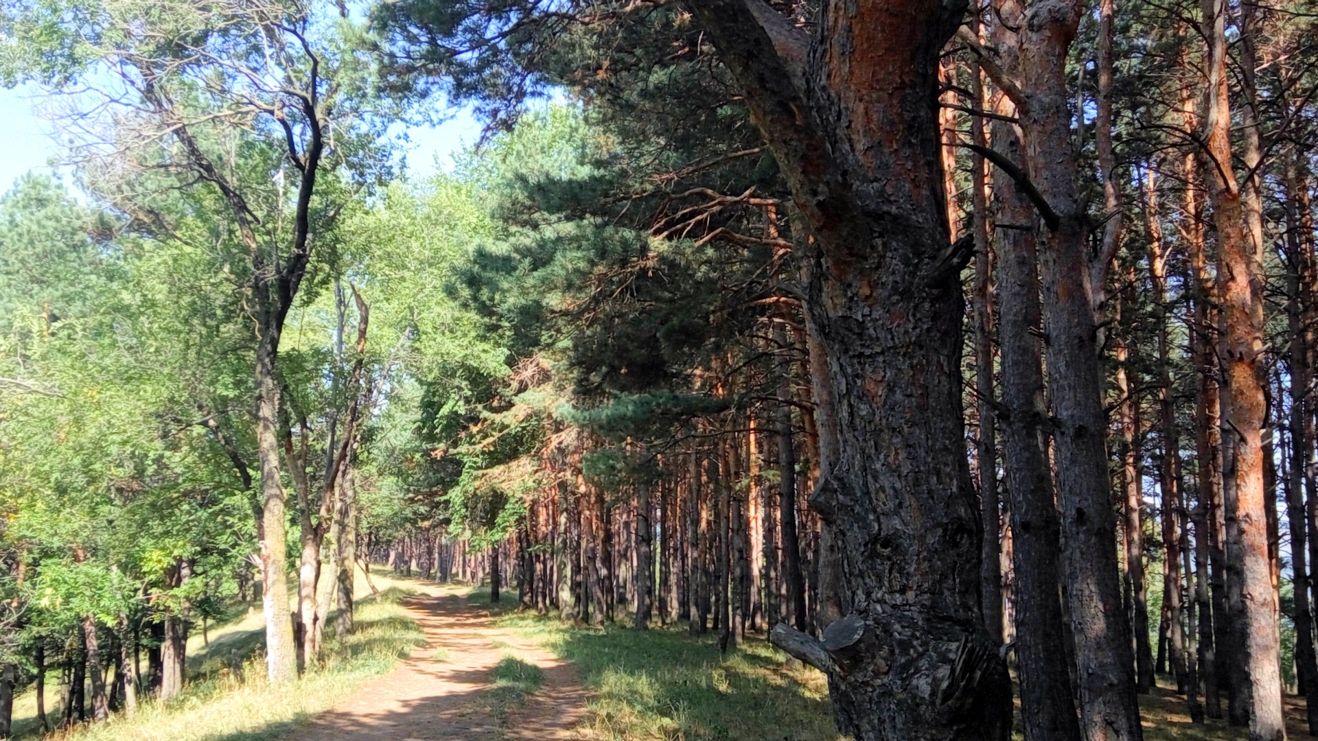 forest, Pine trees, Dappled sunlight, Pathway Wallpaper