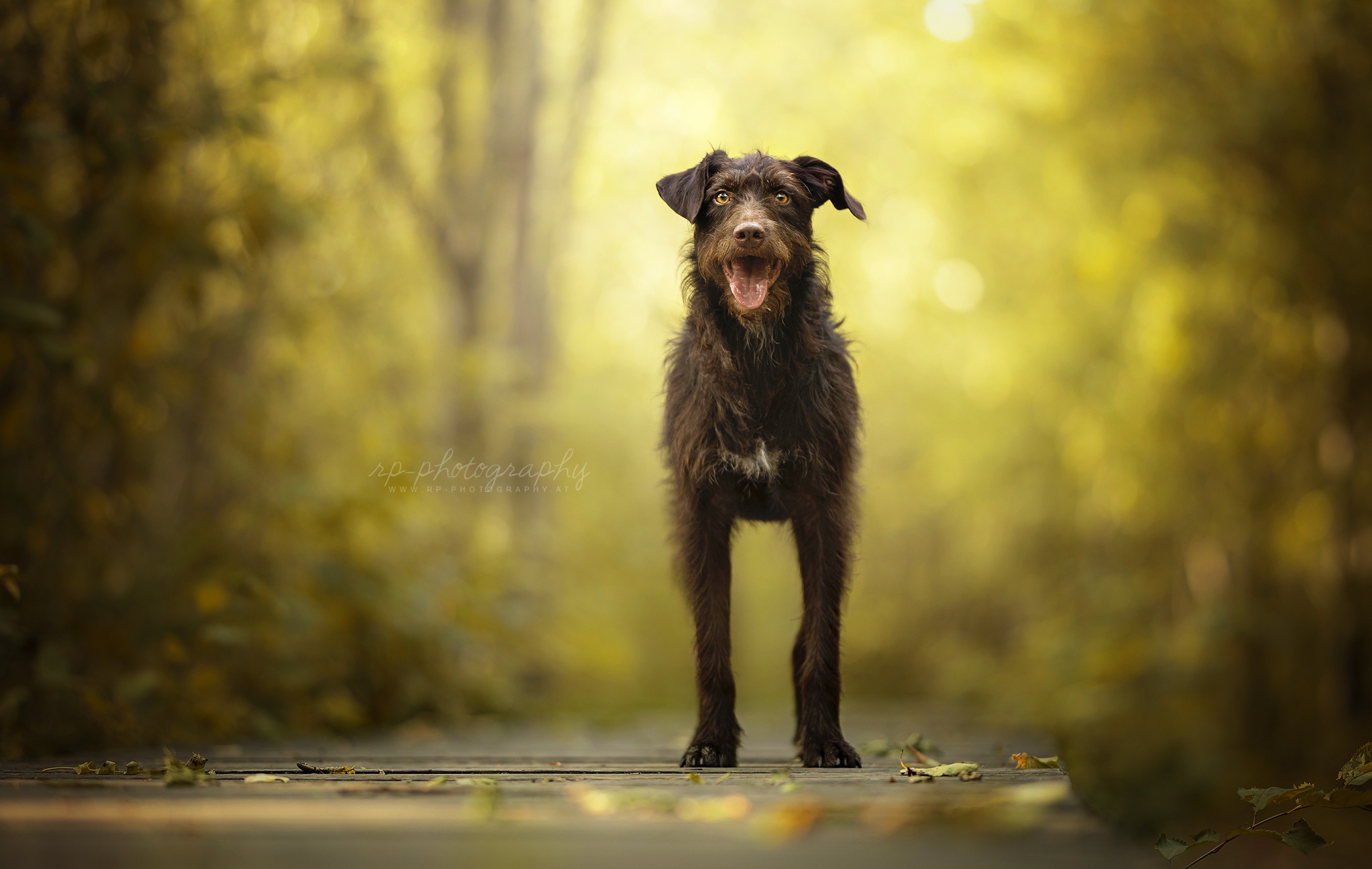 dog, Nature, Animals Wallpaper