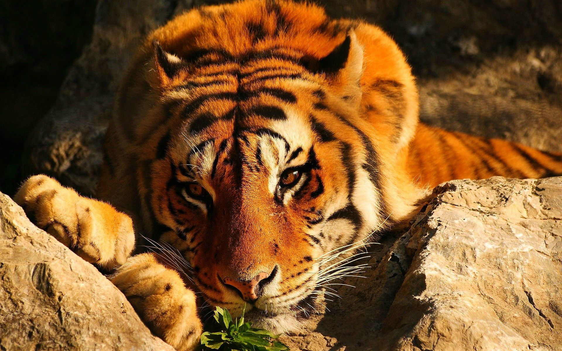 tiger, Wildlife, Animals Wallpaper