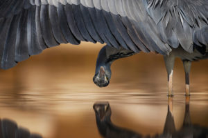 Ahmad Alessa, Nature, Animals, Birds, Upside down, Water, Reflection, Wings, Feathers