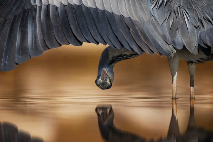Ahmad Alessa, Nature, Animals, Birds, Upside down, Water, Reflection, Wings, Feathers HD Wallpaper Desktop Background