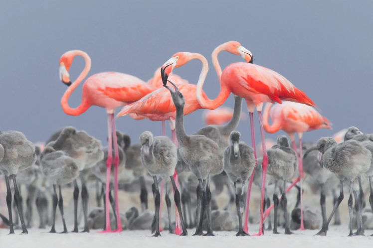 Alejandro Prieto Rojas, Nature, Animals, Birds, Baby animals, Flamingos, Depth of field, Mexico HD Wallpaper Desktop Background