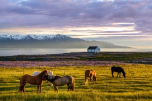 Iceland, Nature, Horse, Sky, Landscape, Animals