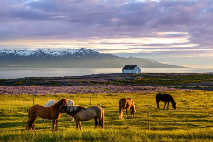 Iceland, Nature, Horse, Sky, Landscape, Animals HD Wallpaper Desktop Background