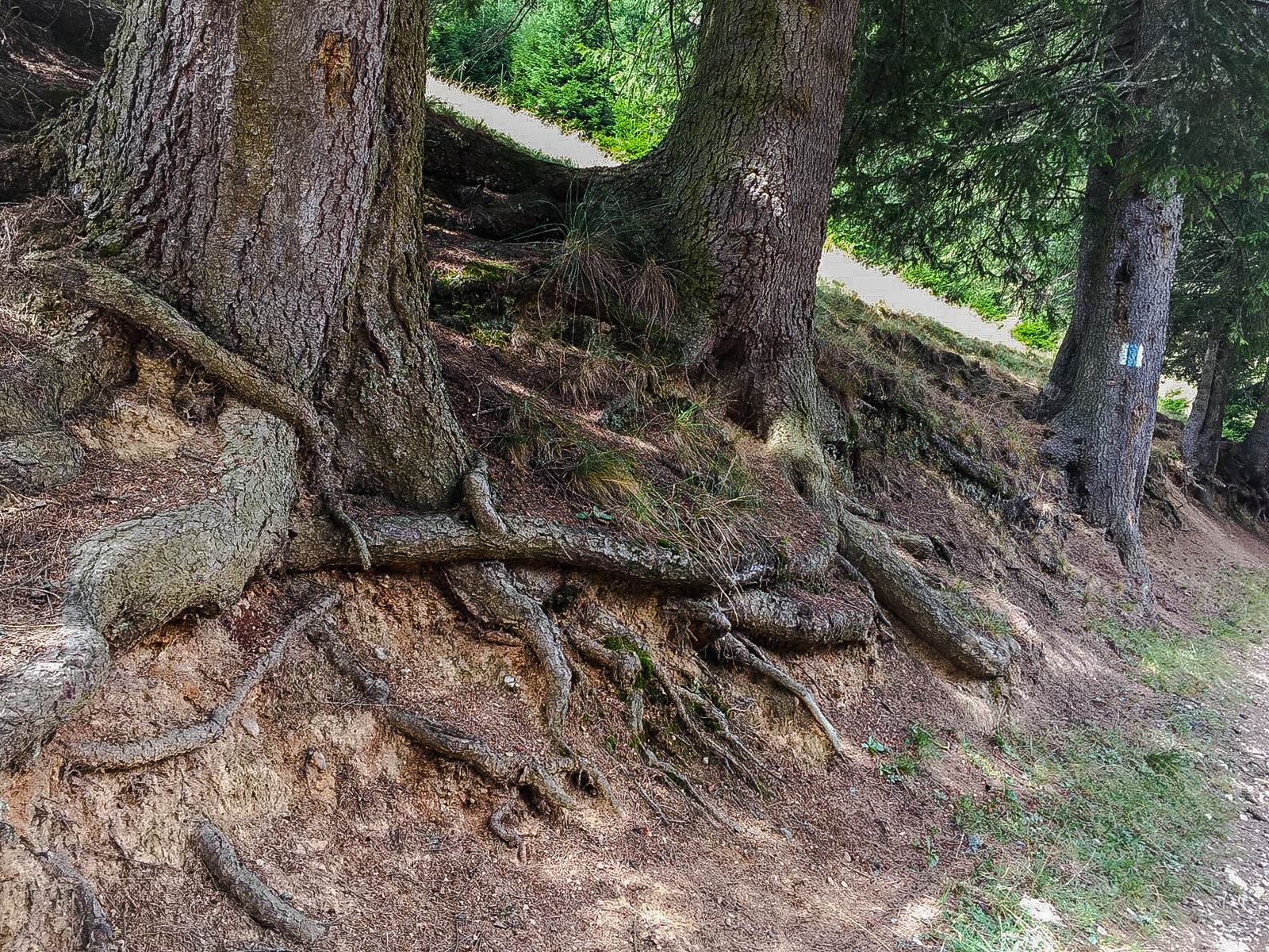 landscape,  Romania, Forest, Trees, Nature Wallpaper