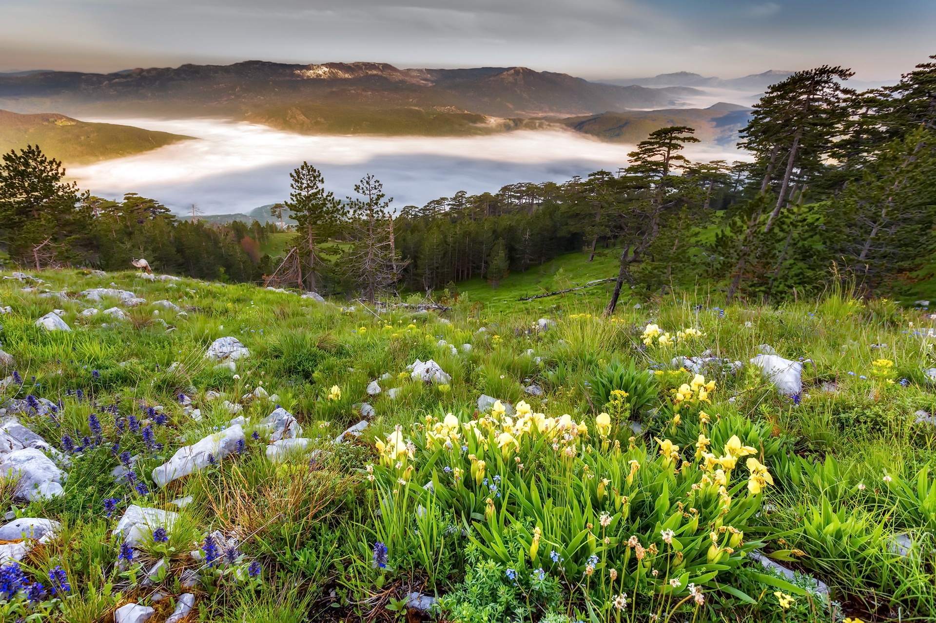 flowers, Grass, Nature, Plants, Landscape Wallpaper