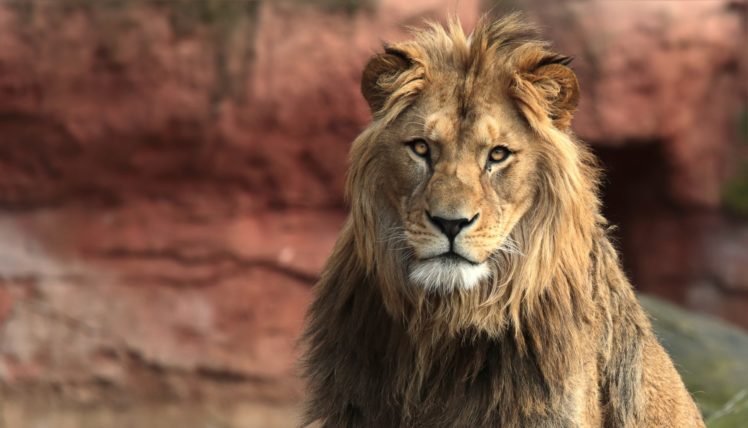 big cats, Lion, Animals HD Wallpaper Desktop Background