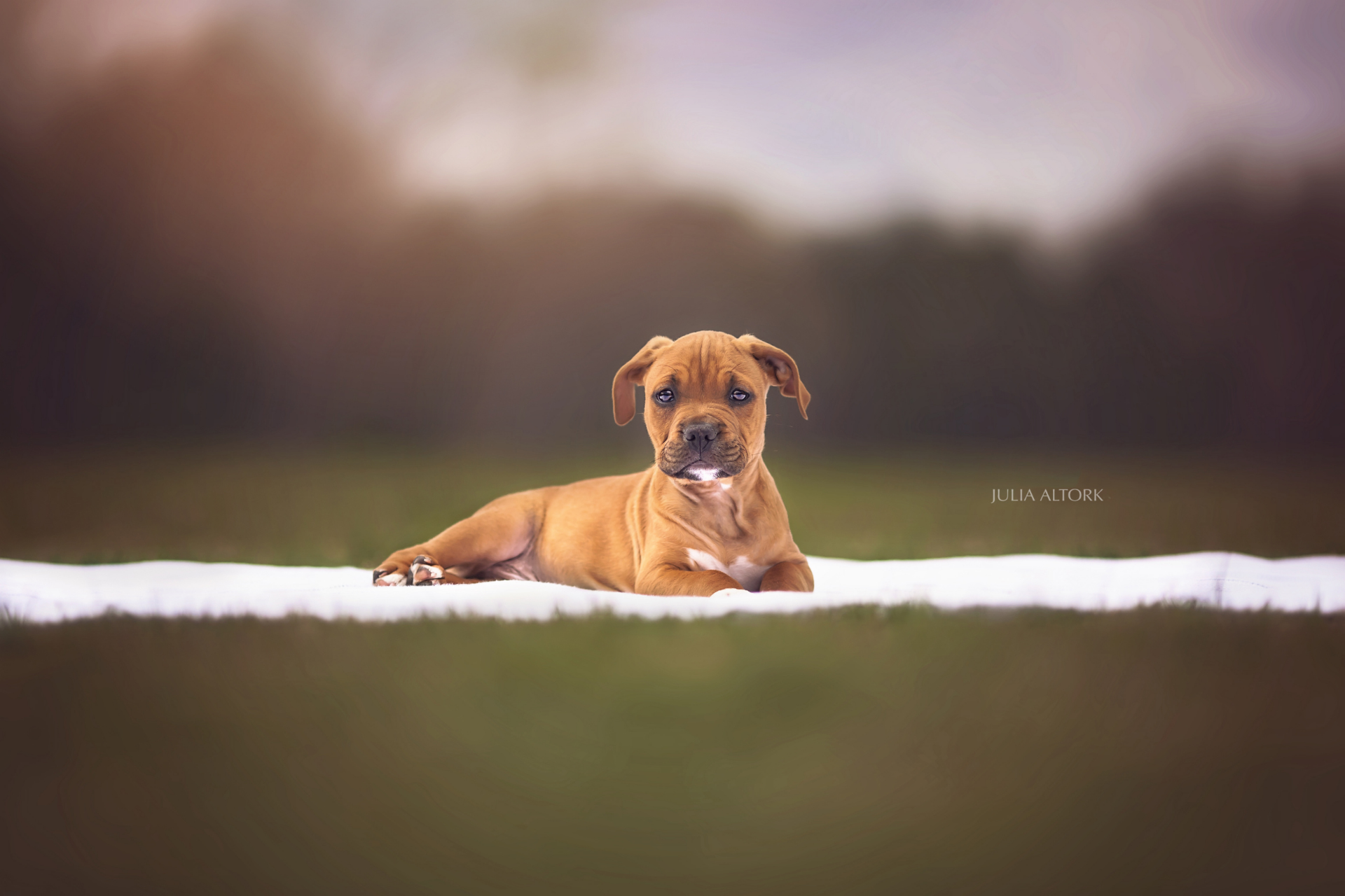 dog, Animals Wallpaper