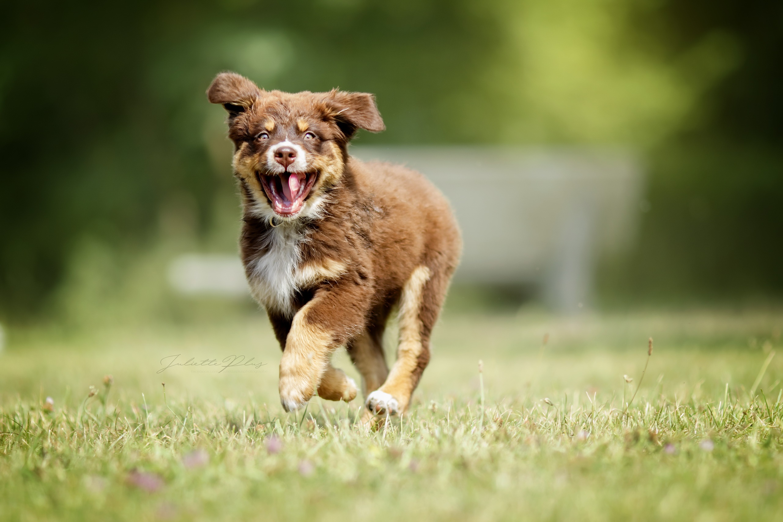 grass, Animals, Jumping, Dog Wallpapers HD / Desktop and Mobile Backgrounds