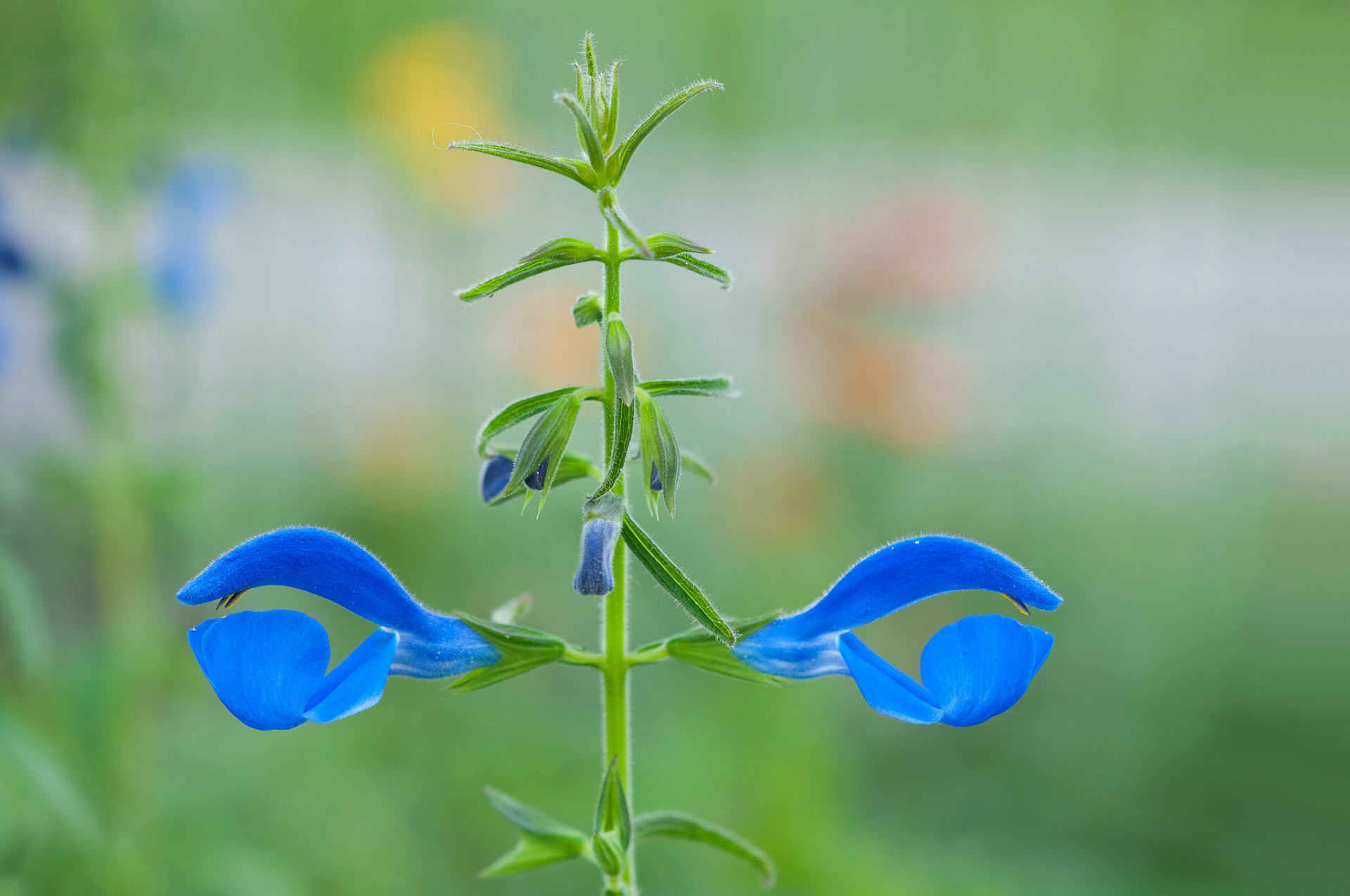 macro, Bokeh, Blue, Green, Plants Wallpaper