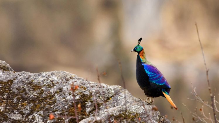 rock, Colorful, Bokeh, Blurred, Animals, Nature, Birds HD Wallpaper Desktop Background