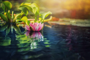 water, Water lilies, Plants, Flowers