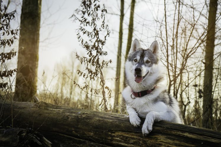 nature, Animals, Dog HD Wallpaper Desktop Background