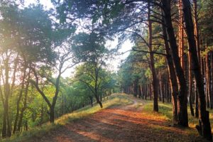 landscape, Nature, Pine trees, Evening, Pathway, Sunset, Forest