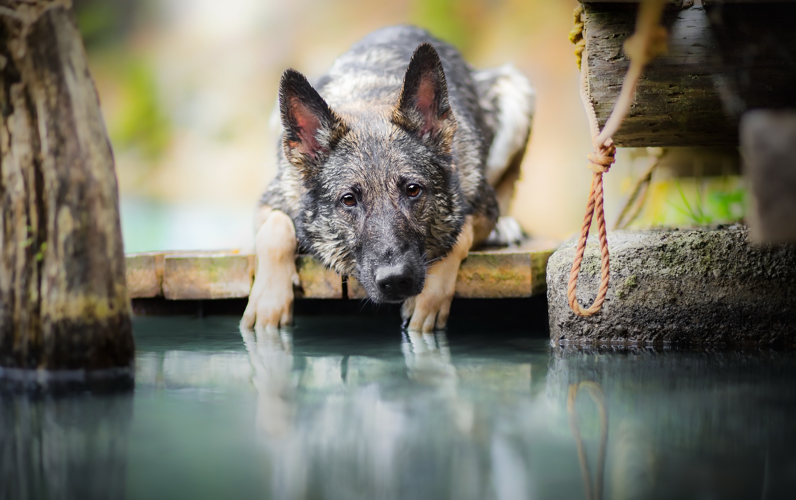 dog, Animals Wallpaper