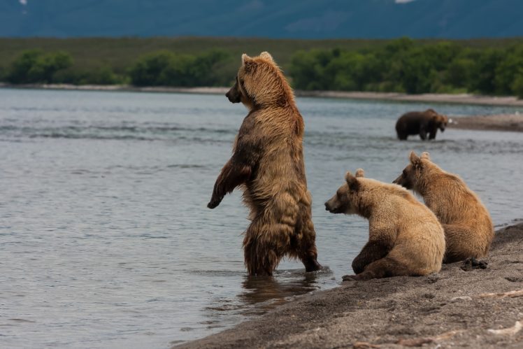 nature, Animals, Bears HD Wallpaper Desktop Background