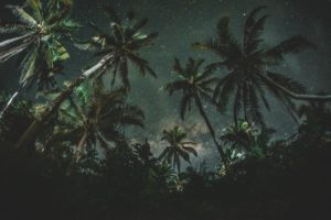 nature, Starry night, Night, Palm trees