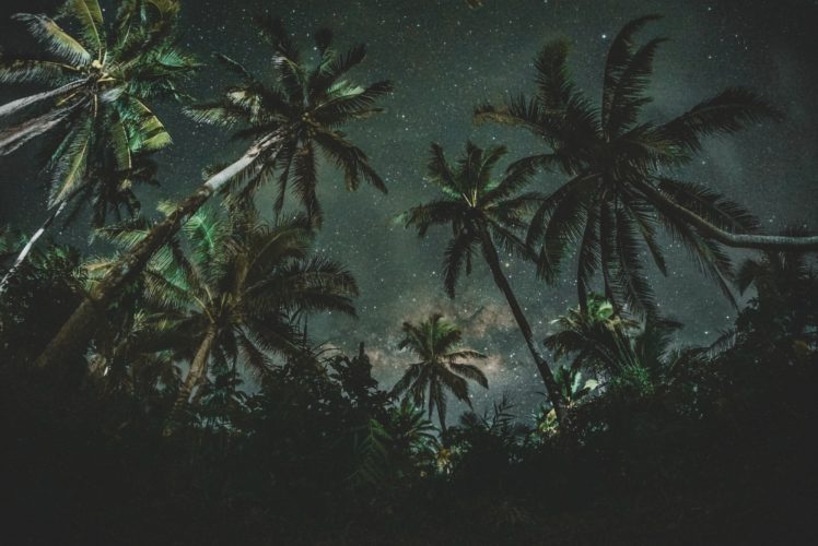 nature, Starry night, Night, Palm trees HD Wallpaper Desktop Background